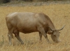 Bos taurus