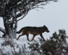 Canis lupus signatus