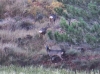 Capreolus capreolus