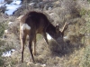 Capreolus capreolus Capreolus capreolus