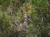 Capreolus capreolus Capreolus capreolus
