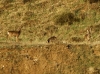 Capreolus capreolus Capreolus capreolus