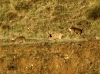 Capreolus capreolus Capreolus capreolus