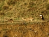 Capreolus capreolus Capreolus capreolus