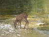 Cervus elaphus o Capreolus capreolus? Cervus elaphus o Capreolus capreolus?