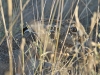Lepus granatensis