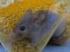 Mus domesticus ? 1/2