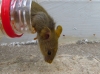 Mus domesticus ? 2/2
