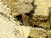 Mustela nivalis (a confirmar)