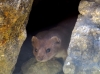 Mustela nivalis