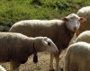 Ovis aries