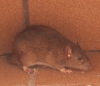 Rattus norvegicus