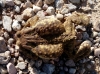 Bufo spinosus 1/2