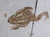 Bufo spinosus 2/2