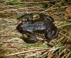 Bufo spinosus