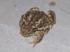 Bufo spinosus