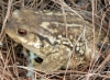 Bufo spinosus Daudin, 1803