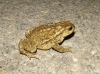 Bufo spinosus Daudin, 1803