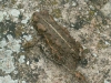 Epidalea calamita (Laurenti, 1768)