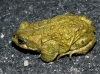 Epidalea calamita (Laurenti, 1768)