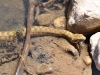 Natrix maura Natrix maura