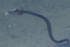 Natrix maura Natrix maura