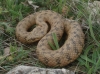 Natrix maura Natrix maura