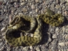 Natrix maura Natrix maura