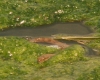Natrix maura Natrix maura