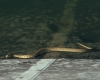 Natrix maura Natrix maura