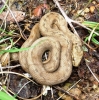 Natrix maura Natrix maura