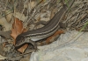 Psammodromus algirus