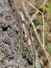 Psammodromus algirus Psammodromus algirus