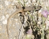 Psammodromus algirus Psammodromus algirus