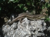 Psammodromus algirus Psammodromus algirus