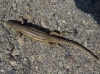 Psammodromus algirus Psammodromus algirus