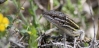 Psammodromus algirus Psammodromus algirus