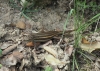 Psammodromus algirus Psammodromus algirus
