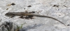 Psammodromus algirus Psammodromus algirus