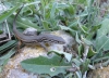 Psammodromus algirus Psammodromus algirus
