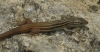 Psammodromus algirus Psammodromus algirus