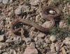 Rhinechis scalaris