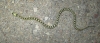 Rhinechis scalaris