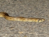 Rhinechis scalaris