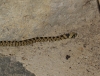 Rhinechis scalaris