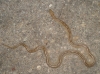 Rhinechis scalaris