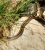 Rhinechis scalaris