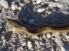 Rhinechis scalaris