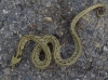 Rhinechis scalaris