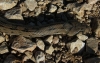 Rhinechis scalaris